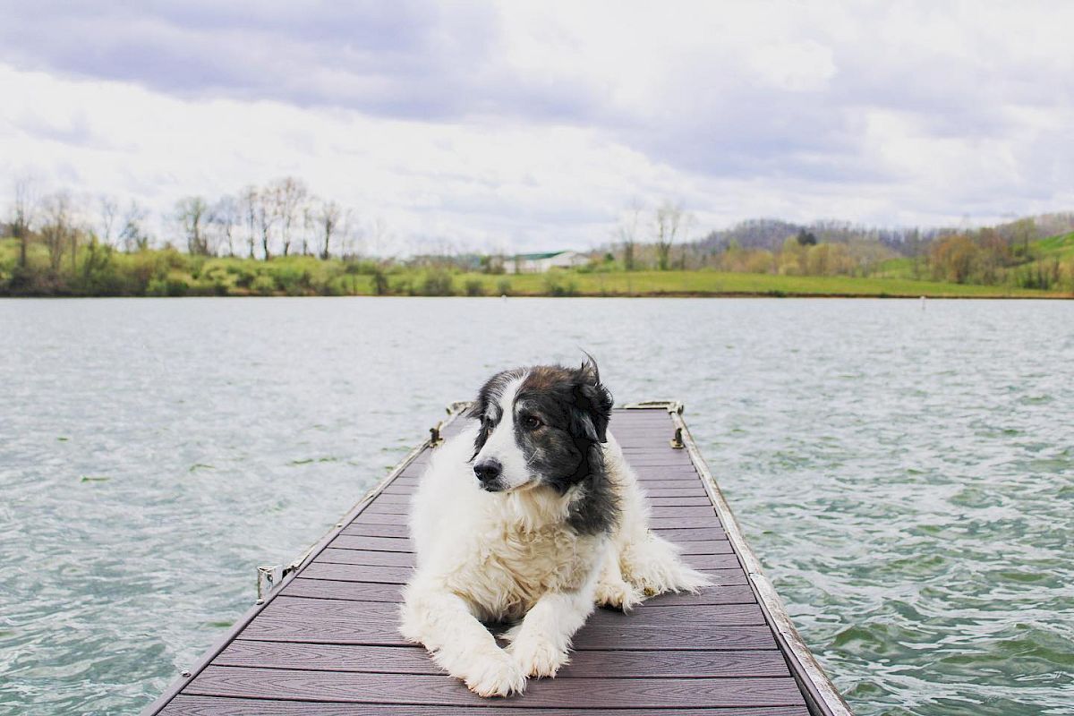A black and white dog is lying on a wooden dock extending into a body of water, with a scenic landscape and cloudy sky in the background.
