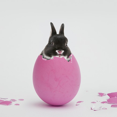 A small black bunny peeks out of a pink egg, surrounded by scattered broken eggshell pieces, set against a plain background.
