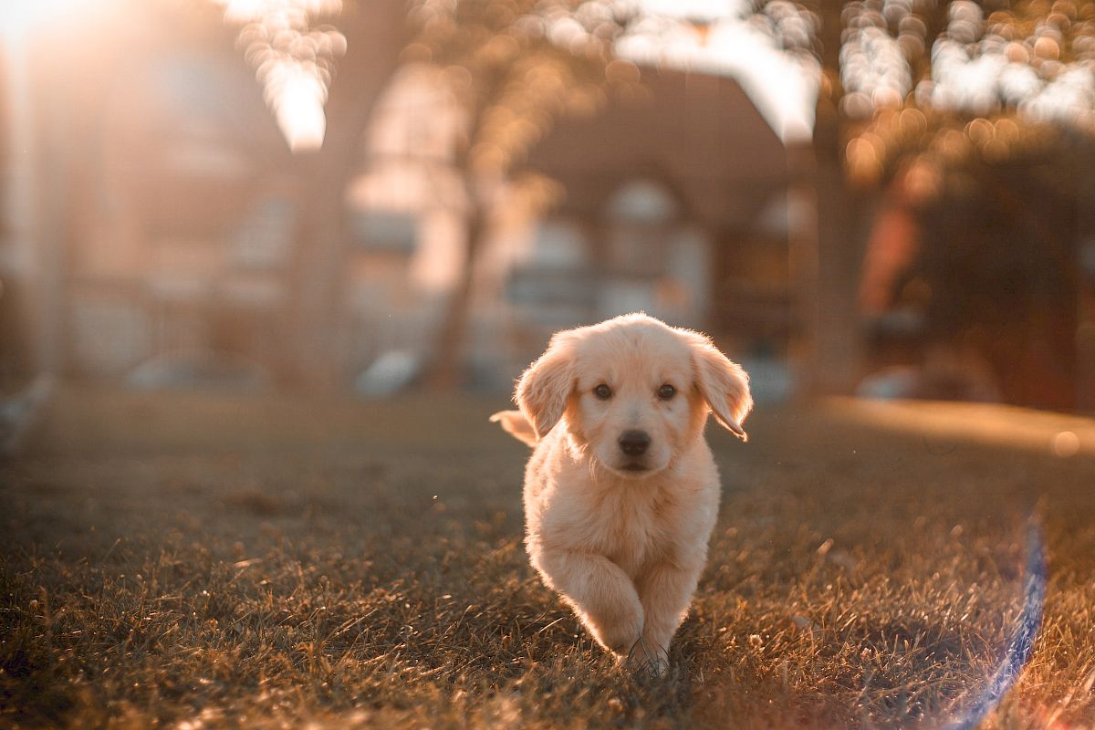 A fluffy puppy running on a grassy field during sunset with houses and trees blurred in the background.